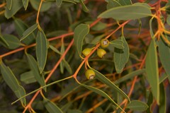 Eucalyptus eudesmioides