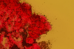 Pseudosperma squamatum