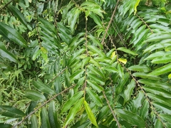 Phyllanthaceae