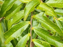 Phyllanthaceae