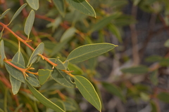 Eucalyptus eudesmioides