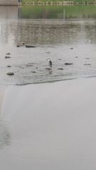 Nycticorax nycticorax