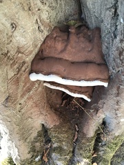 Ganoderma