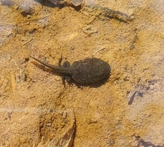 Rana