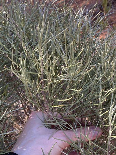 Image of Eremophila oppositifolia by (c) Thomas Mesaglio, some rights reserved (CC BY)