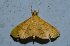 Hyalobathra