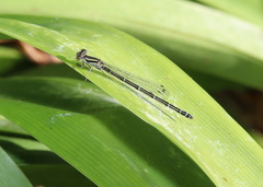 Austroagrion watsoni