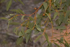 Eucalyptus eudesmioides