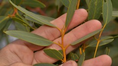 Eucalyptus eudesmioides