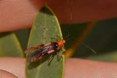 Rayieria basifer