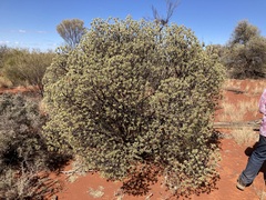 Eremophila miniata