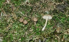 Inocybe