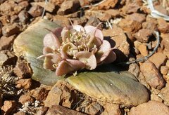 Massonia obermeyerae