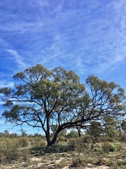 Eucalyptus largiflorens