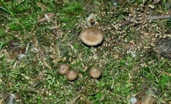 Inocybe
