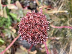 Hylotelephium anacampseros
