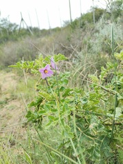 Solanum linnaeanum