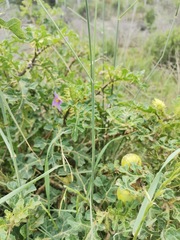 Solanum linnaeanum
