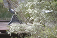 Stizoptera bichenovii