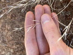 Aristida contorta