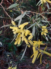 Acacia binervia