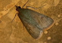 Pyraustini