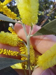 Acacia binervia