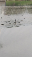 Nycticorax nycticorax