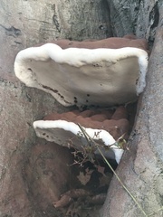 Ganoderma
