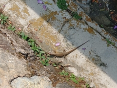 Eutropis multifasciata