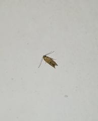 Blastobasidae