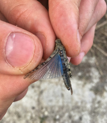 Sphingonotus caerulans