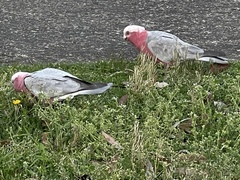 Eolophus roseicapilla