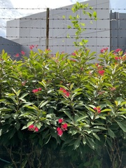 Jatropha integerrima