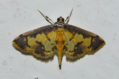 Nistra coelatalis