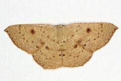 Cyclophora puppillaria