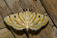Notarcha tigrina