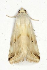 Eublemma ostrina