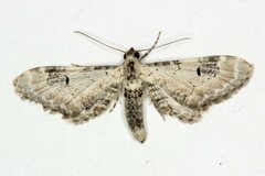 Eupithecia centaureata