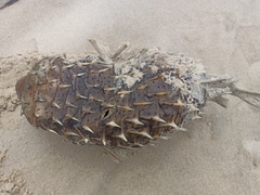 Dicotylichthys punctulatus