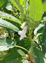 Sesamum indicum