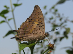 Charaxes solon