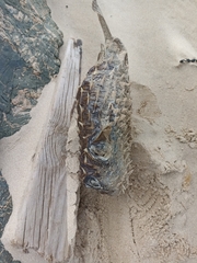 Dicotylichthys punctulatus