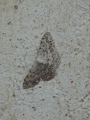 Scopula marginepunctata