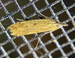 Tachystola hemisema