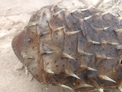 Dicotylichthys punctulatus