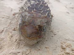 Dicotylichthys punctulatus