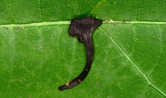 Craterellus caeruleofuscus