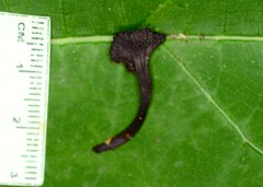 Craterellus caeruleofuscus