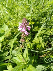 Stachys palustris